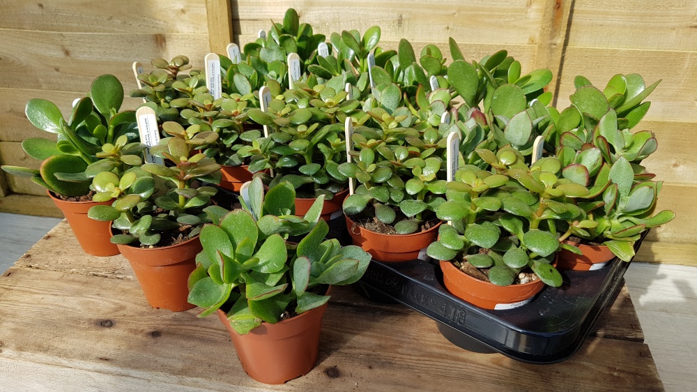 8.5cm Money Plant (18)